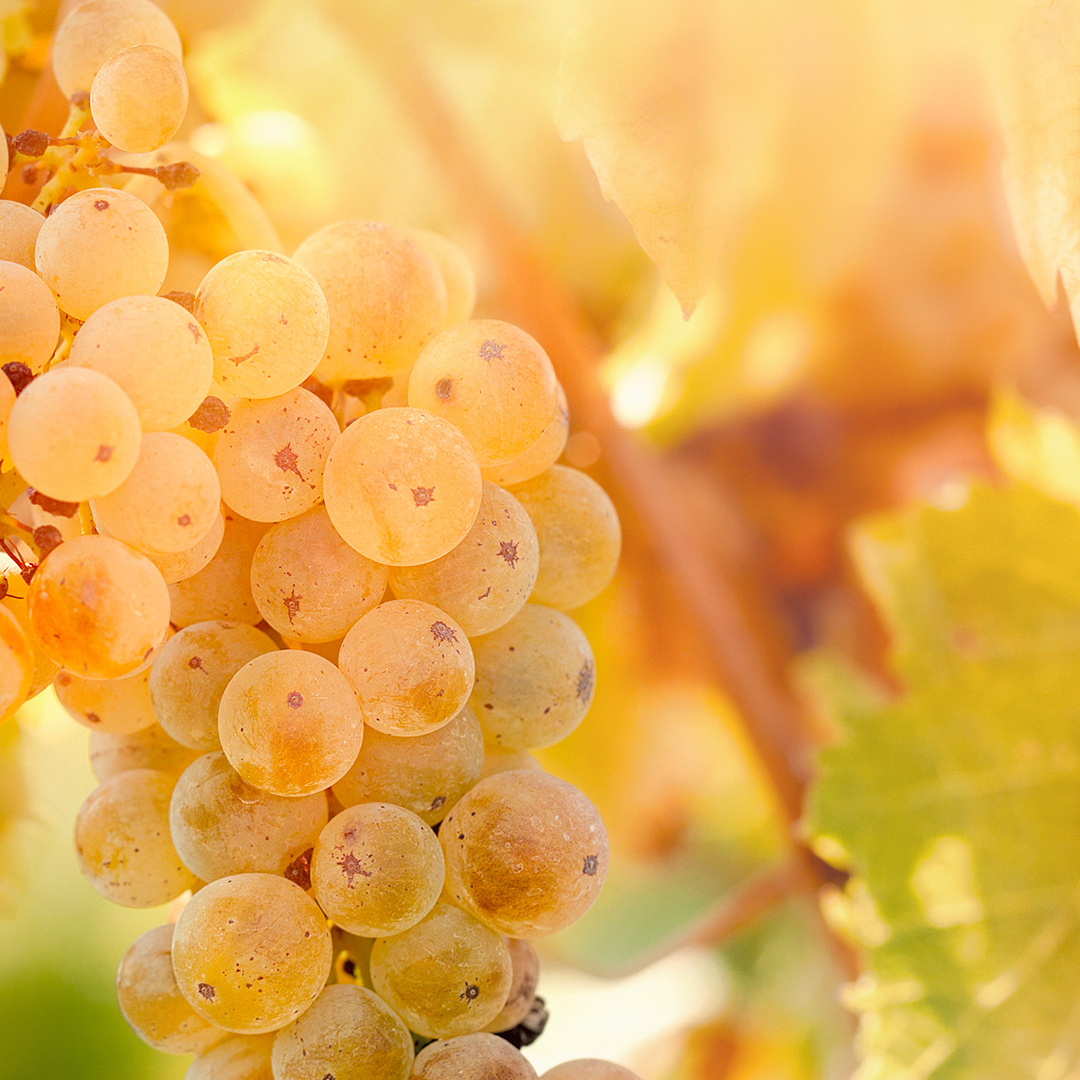 Succhi concentrati di frutta - Produzione Bagnarese Spa