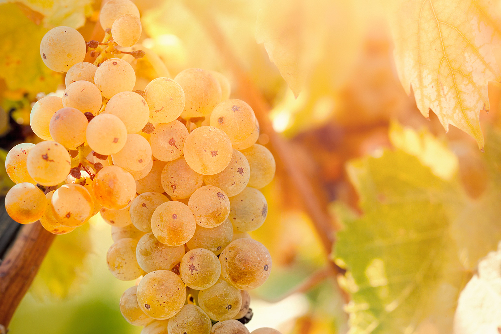 Succhi concentrati di frutta - Produzione Bagnarese Spa
